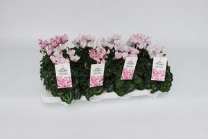 Pale Pink Cyclamen persicum – 10cm Pot