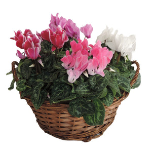 Small-Flowered Persian Cyclamen (Cyclamen persicum) – 25cm Pot