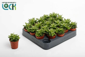 Aloe squarrosa – 5.5cm Pot