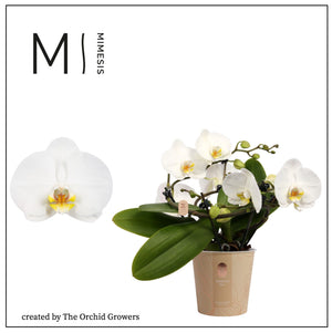 White Phalaenopsis Orchid – 2 Stem, 12cm Pot