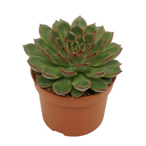 Echeveria Succulent – 10.5cm Pot