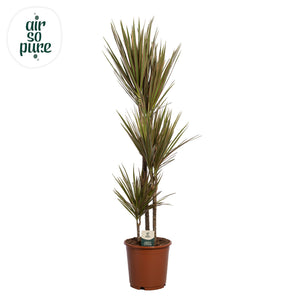 Dragon Tree (Dracaena marginata ‘Bicolor’) – 24cm Pot, 125cm