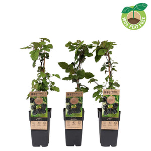 Black Satin Thornless Blackberry (Rubus) – 15cm Pot