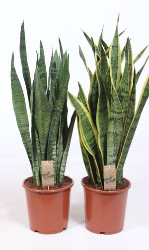 Snake Plant (Sansevieria trifasciata) – 21cm Pot
