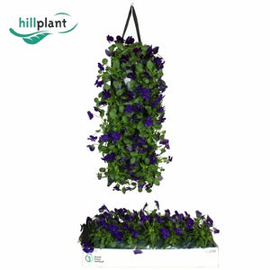 Blue Blotch Viola (Viola cornuta) – 50cm