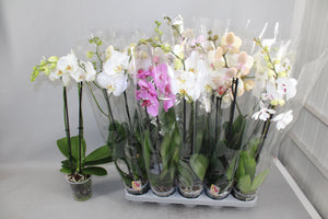Mixed Phalaenopsis Orchid – 12cm Pot, 70cm Tall