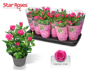 Pink Rose ‘Tunesia Star’ – 10.5cm Pot