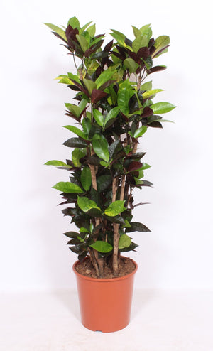 Mrs Iceton Croton (Codiaeum variegatum) – 30cm Pot, 150cm High