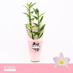 Purple Dendrobium Nobile Orchid – 12cm Pot