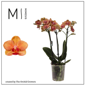 Orange Phalaenopsis Orchid – 2 Stem, 12cm Pot