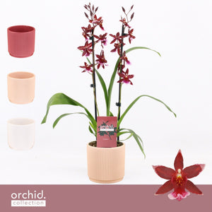 Red Burrageara Orchid – 12cm Ceramic Pot