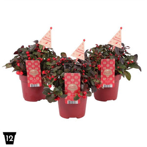 Big Berry Gaultheria with Natural Tree – 12cm Pot