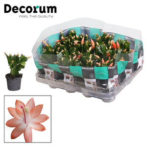 Orange Christmas Cactus (Schlumbergera) – 7cm Pot