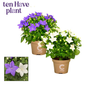 Mixed Blue & White Campanula – 11cm Pot