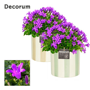 Blue Campanula Portenschlagiana – 15cm Pot