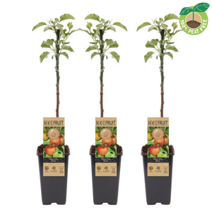 Elstar Apple Tree (Malus domestica) – 15cm Pot