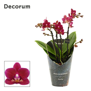 Dazzling Chamonix Phalaenopsis Orchid – 12cm Pot