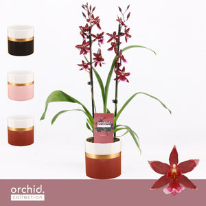 Red Burrageara Orchid – 12cm Ceramic Pot