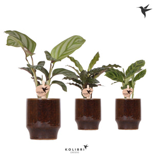 Mixed Calathea Houseplant – 6cm Ceramic Pot