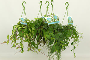 Mixed Hanging Houseplant – 14cm Pot, 40cm Tall