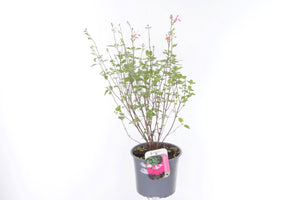 Pink Lips Salvia (Salvia microphylla) – 17cm Pot