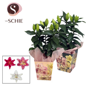 Mixed Oriental Lily ‘Blush’ – 13cm Pot