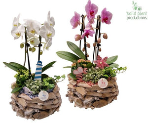 Driftwood Summer Mix Arrangement – 31cm Pot