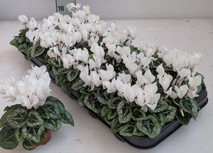 White Small-Flowered Cyclamen persicum – 6cm Pot