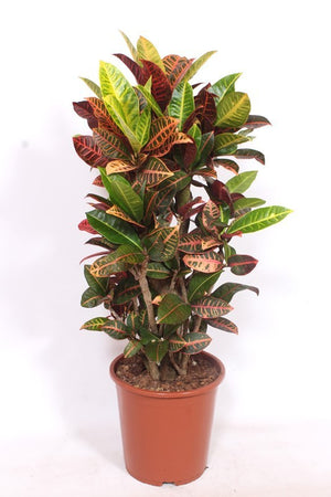 Large-Leaved Croton (Codiaeum variegatum) – 27cm Pot