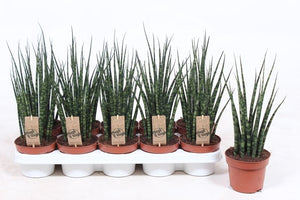 Mikado Fernwood Sansevieria – 12cm Pot, 40cm High