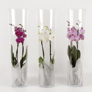 Mixed Phalaenopsis Orchid – 2 Stem, 12cm Pot