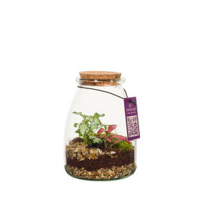 Glass Terrarium Arrangement – 9cm