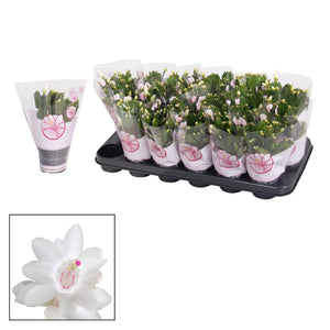 White Schlumbergera Christmas Cactus – 9cm Pot