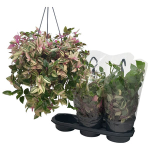 Tradescantia fluminensis Green Houseplant – 19cm Pot