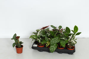 Mixed Calathea Houseplant – 7cm Pot