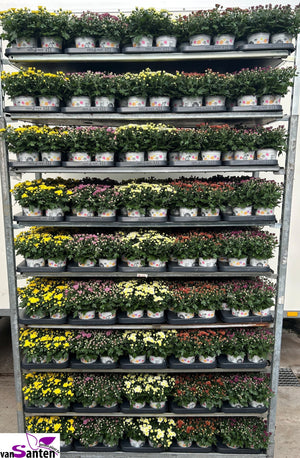Mixed Chrysanthemum Houseplant – 10.5cm Pot