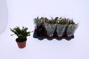 Apricot Christmas Cactus (Schlumbergera) – 13cm Pot