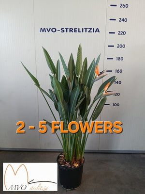 Bird of Paradise (Strelitzia reginae) – 40cm Pot, 180cm