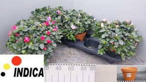 Pink Azalea (Rhododendron simsii) – 17cm Pot