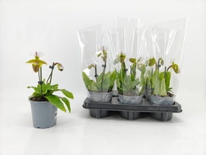 Paphiopedilum Orchid – 12cm Pot, 25cm High