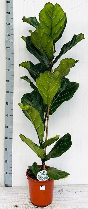 Fiddle Leaf Fig (Ficus lyrata) – 24cm Pot, 170cm Tall