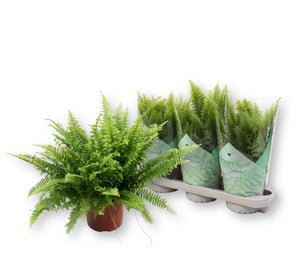 Boston Fern (Nephrolepis exaltata) – 17cm Pot