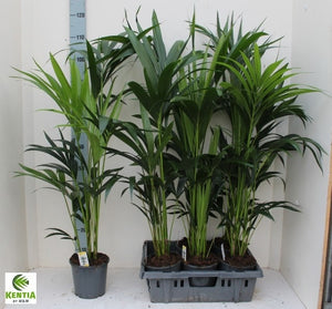 Kentia Palm (Howea forsteriana) – 17cm Pot