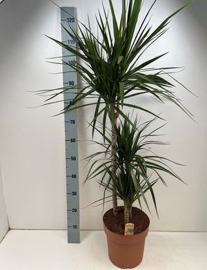 Dragon Tree (Dracaena marginata) – 24cm Pot, 110cm
