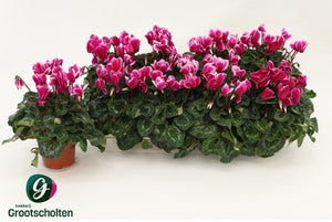 Small-Flowered Cyclamen persicum ‘Fuji’ – 10.5cm Pot