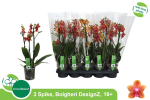 Multi-Flowering Phalaenopsis Orchid – 12cm Pot
