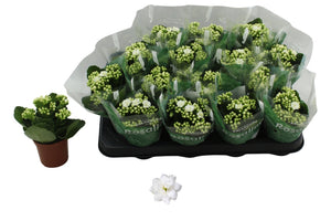 White Double Kalanchoe – 7cm Pot