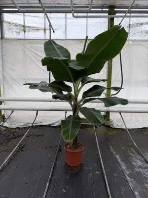 Musa Tropicana Banana Plant – 35cm Pot, 200cm High
