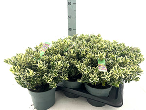 Hebe 'Katrina' – 17cm Pot, Approx. 35cm High