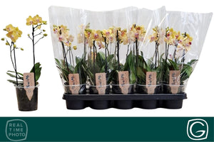 Yellow Phalaenopsis Orchid – 2 Stem, 12cm Pot